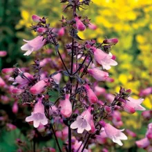 Penstemon digitalis Dakota Verde - Bugatölcsér