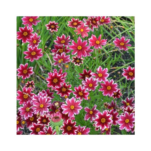 Coreopsis Ruby Frost Shell Form - Menyecskeszem