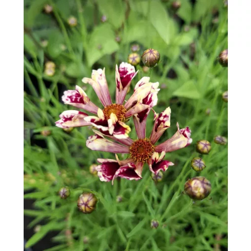 Coreopsis Ruby Frost Shell Form - Menyecskeszem