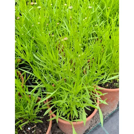 Coreopsis Ruby Frost Shell Form - Menyecskeszem