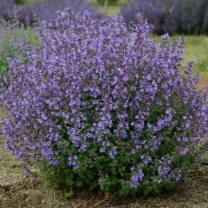 Nepeta faassenii Kitten Around . Macskamenta
