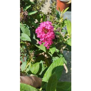   Buddleja davidii Butterfly Candy Little Ruby - Törpe nyáriorgona