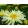 Leucanthemum superbum Broadway Lights Cream - Sárga margaréta