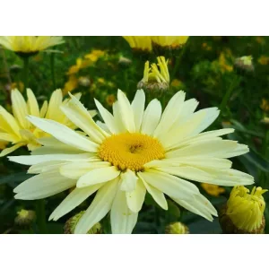   Leucanthemum superbum Broadway Lights Cream - Sárga margaréta