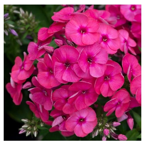 Phlox paniculata Ka-Pow Pink- Bugás lángvirág