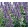 Nepeta Magical Mr. BlueSky - Macskamenta