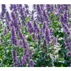 Nepeta Magical Mr. BlueSky - Macskamenta