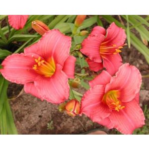 Hemerocallis Siloam Red - Sásliliom