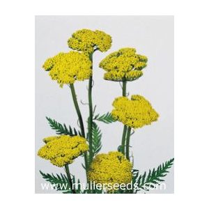 Achillea filipendula cloth of gold - Cickafark (mag)