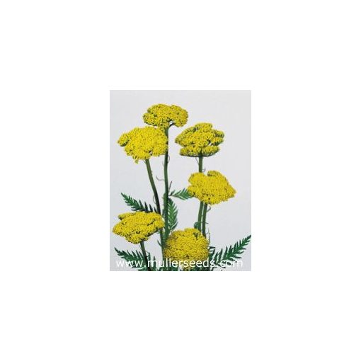 Achillea filipendula cloth of gold - Cickafark (mag)