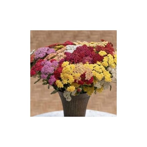 Achillea millefolium flowerburst fruitbowl - Cickafark (mag)