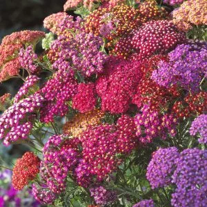   Achillea millefolium flowerburst red shades mix - Cickafark (mag)