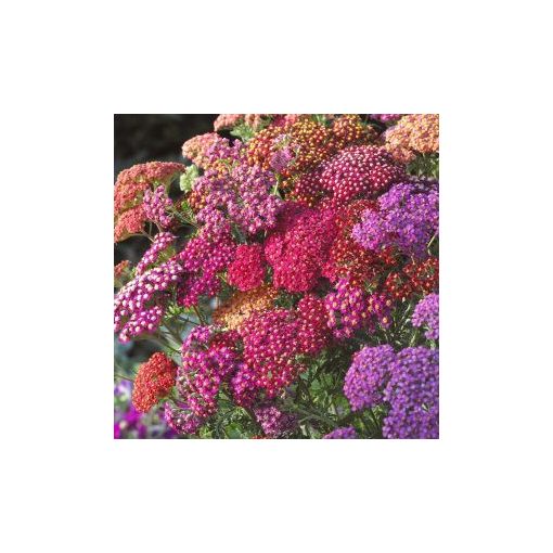 Achillea millefolium flowerburst red shades mix - Cickafark (mag)