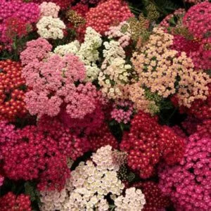 Achillea millefolium summer berries mix - Cickafark (mag)