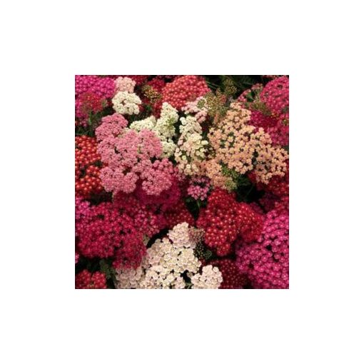 Achillea millefolium summer berries mix - Cickafark (mag)