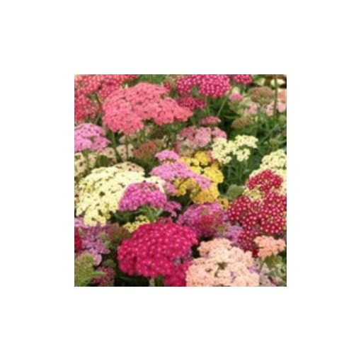 Achillea millefolium summer pastels mix - Cickafark (mag)