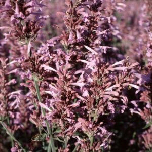 Agastache cana heather queen - Izsópfű (mag)