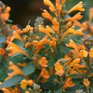 Agastache hybrida arizona sandstone - Izsópfű (mag)
