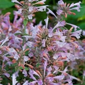 Agastache hybrida arizona sunset - Izsópfű (mag)