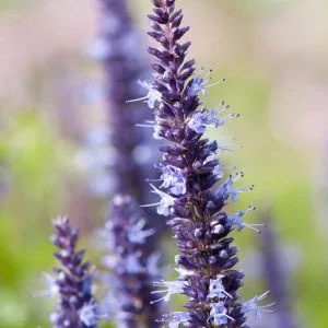 Agastache hybrida astello indigo - Izsópfű (mag)