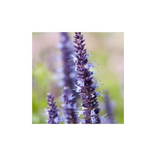 Agastache hybrida astello indigo - Izsópfű (mag)