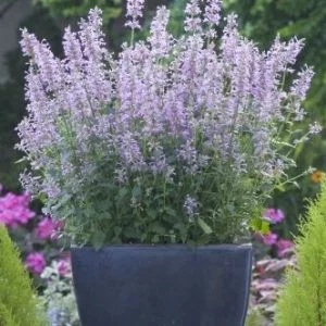   Agastache pallidiflora subsp neomexicana rose mint - Izsópfű (mag)