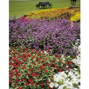Ageratum houstonianum f1 blue horizon - Bojtocska (mag)
