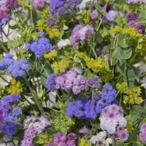 Ageratum houstonianum timeless mixture - Bojtocska (mag)