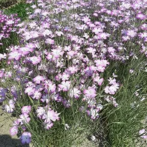 Agrostemma gracilis queen rose - Konkoly (mag)
