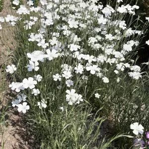 Agrostemma gracilis queen white - Konkoly (mag)