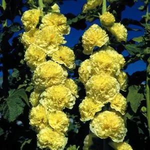 Alcea rosea chater’s golden yellow - Mályvarózsa (mag)