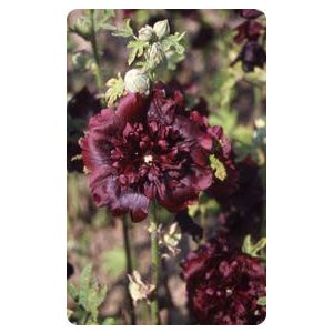 Alcea rosea chater’s maroon - Mályvarózsa (mag)