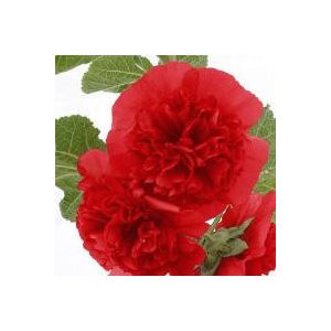 Alcea rosea chater’s scarlet - Mályvarózsa (mag)