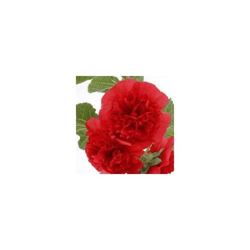 Alcea rosea chater’s scarlet - Mályvarózsa (mag)