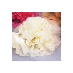 Alcea rosea chater’s white - Mályvarózsa (mag)