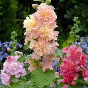 Alcea rosea spring celebrity apricot - Mályvarózsa (mag)