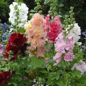   Alcea rosea spring celebrity formula mixture  - Mályvarózsa (mag)
