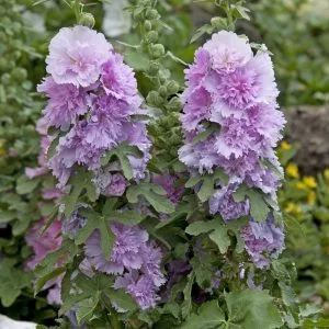 Alcea rosea spring celebrity lilac - Mályvarózsa (mag)