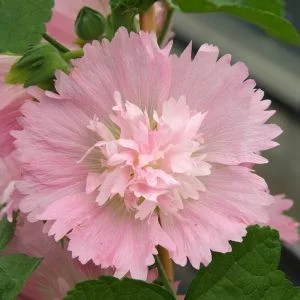 Alcea rosea spring celebrity pink - Mályvarózsa (mag)