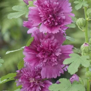 Alcea rosea spring celebrity purple - Mályvarózsa (mag)