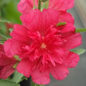 Alcea rosea spring celebrity rose - Mályvarózsa (mag)