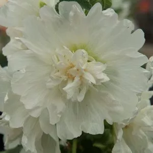 Alcea rosea spring celebrity white - Mályvarózsa (mag)