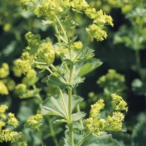 Alchemilla mollis thriller - Palástfű (mag)