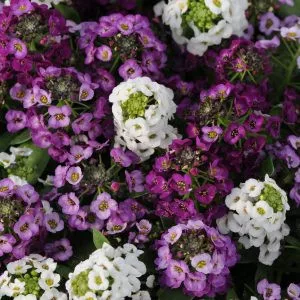   Alyssum (lobularia) maritima clear crystal mixture - Ternye (mag)