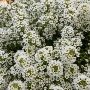 Alyssum (lobularia) north face white - Ternye (mag)