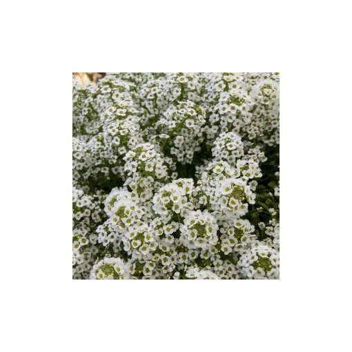 Alyssum (lobularia) north face white - Ternye (mag)