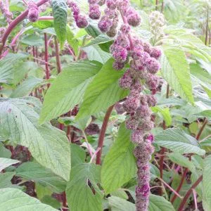 Amaranthus caudatus mira - Díszparéj (mag)