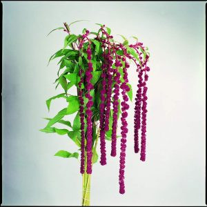 Amaranthus caudatus pony tails - Díszparéj (mag)