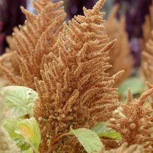 Amaranthus cruentus hot biscuits - Díszparéj (mag)