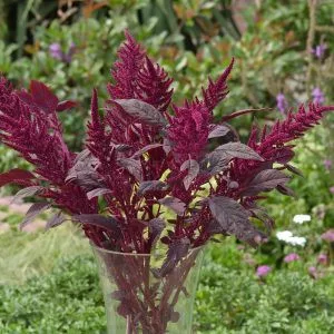 Amaranthus cruentus velvet curtains - Díszparéj (mag)